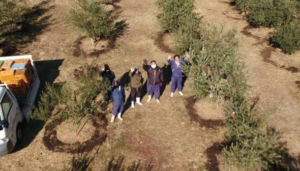 Aerial view of a group of individuals standing among olive trees in an olive grove. - Olive Oil Times