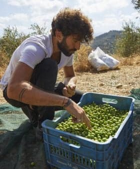 Man sorting freshly harvested green olives in a blue crate during an olive harvest. - Olive Oil Times