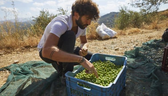 Man sorting freshly harvested green olives in a blue crate during an olive harvest. - Olive Oil Times