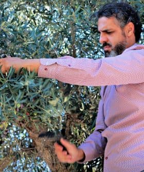A man using a tool to harvest olives from an olive tree in a natural setting. - Olive Oil Times