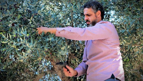 A man using a tool to harvest olives from an olive tree in a natural setting. - Olive Oil Times