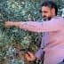A man using a tool to harvest olives from an olive tree in a natural setting. - Olive Oil Times