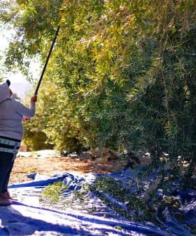 Individual using a pole to harvest olives from trees in an olive grove. - Olive Oil Times