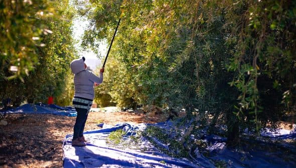 Individual using a pole to harvest olives from trees in an olive grove. - Olive Oil Times
