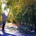 Individual using a pole to harvest olives from trees in an olive grove. - Olive Oil Times