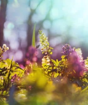 A close-up view of various wildflowers in a field with soft focus and sunlight. - Olive Oil Times