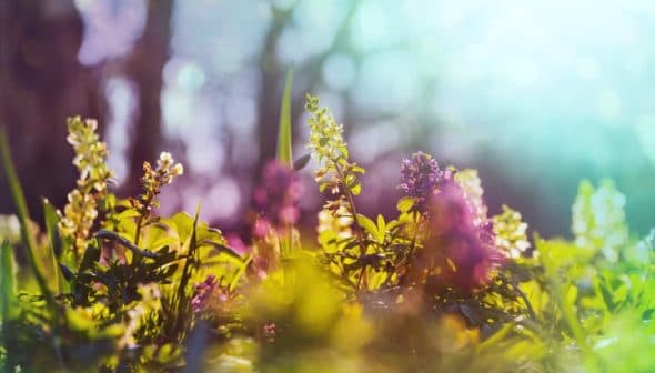 A close-up view of various wildflowers in a field with soft focus and sunlight. - Olive Oil Times