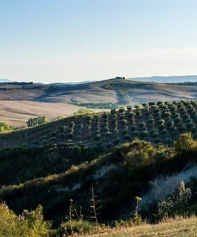 Rolling hills in Tuscany with olive trees and distant mountains under a clear sky. - Olive Oil Times