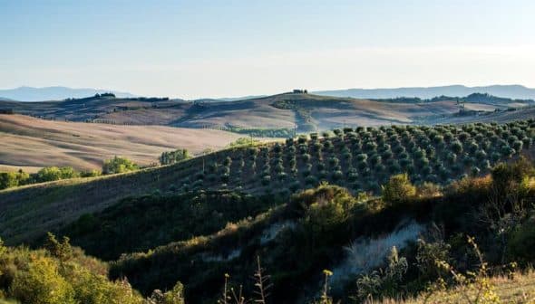 Rolling hills in Tuscany with olive trees and distant mountains under a clear sky. - Olive Oil Times
