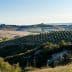 Rolling hills in Tuscany with olive trees and distant mountains under a clear sky. - Olive Oil Times