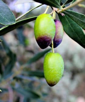 A close-up of a branch with ripening green olives, showing varying shades of green and purple. - Olive Oil Times