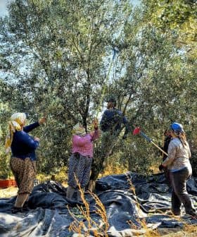 Group of workers harvesting olives from trees in an olive grove with tarps on the ground. - Olive Oil Times
