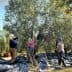 Group of workers harvesting olives from trees in an olive grove with tarps on the ground. - Olive Oil Times