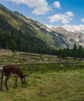 A grazing animal in a mountainous landscape with trees and snow-capped peaks in the background. - Olive Oil Times