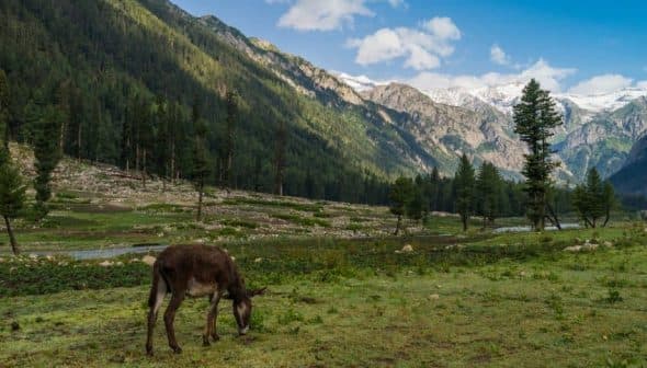 A grazing animal in a mountainous landscape with trees and snow-capped peaks in the background. - Olive Oil Times