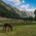 A grazing animal in a mountainous landscape with trees and snow-capped peaks in the background. - Olive Oil Times