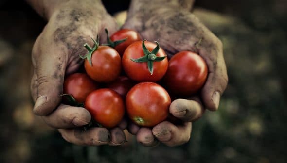 Two hands covered in dirt holding a cluster of ripe red tomatoes. - Olive Oil Times