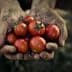 Two hands covered in dirt holding a cluster of ripe red tomatoes. - Olive Oil Times