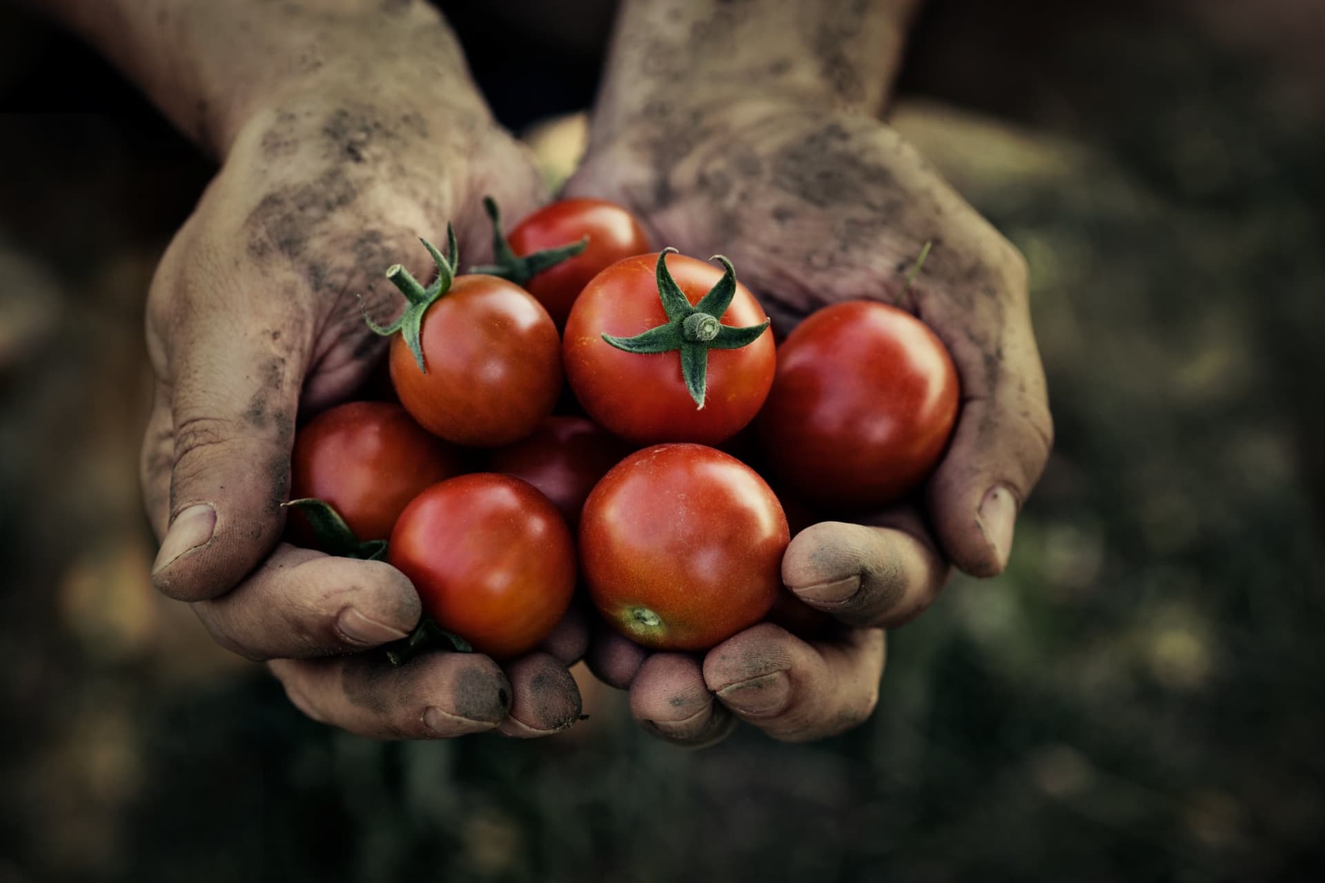 Two hands covered in dirt holding a cluster of ripe red tomatoes. - Olive Oil Times