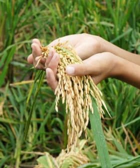 Person holding a bundle of freshly harvested rice in hands with green rice plants in the background. - Olive Oil Times