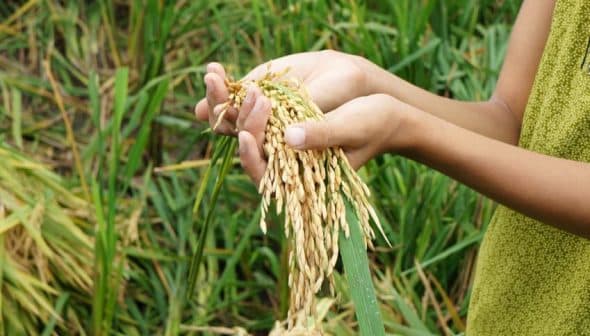 Person holding a bundle of freshly harvested rice in hands with green rice plants in the background. - Olive Oil Times