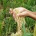 Person holding a bundle of freshly harvested rice in hands with green rice plants in the background. - Olive Oil Times