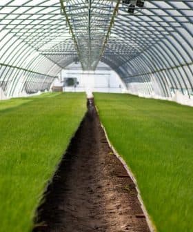 Interior view of a greenhouse with rows of green grass growing on soil. - Olive Oil Times