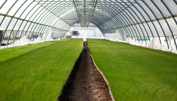 Interior view of a greenhouse with rows of green grass growing on soil. - Olive Oil Times
