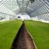 Interior view of a greenhouse with rows of green grass growing on soil. - Olive Oil Times