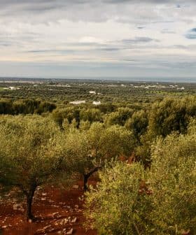 Expansive view of an olive grove with trees and a cloudy sky in the background. - Olive Oil Times