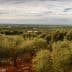 Expansive view of an olive grove with trees and a cloudy sky in the background. - Olive Oil Times