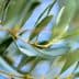 Close-up of an olive tree branch featuring green leaves against a blurred background. - Olive Oil Times