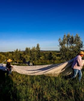 Two individuals wearing hats carrying a large white sheet across a grassy area in an olive grove. - Olive Oil Times