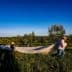 Two individuals wearing hats carrying a large white sheet across a grassy area in an olive grove. - Olive Oil Times