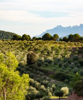 Olive trees arranged in rows on a hillside with mountains visible in the distance. - Olive Oil Times