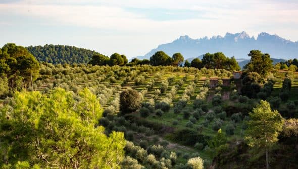 Olive trees arranged in rows on a hillside with mountains visible in the distance. - Olive Oil Times