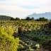 Olive trees arranged in rows on a hillside with mountains visible in the distance. - Olive Oil Times