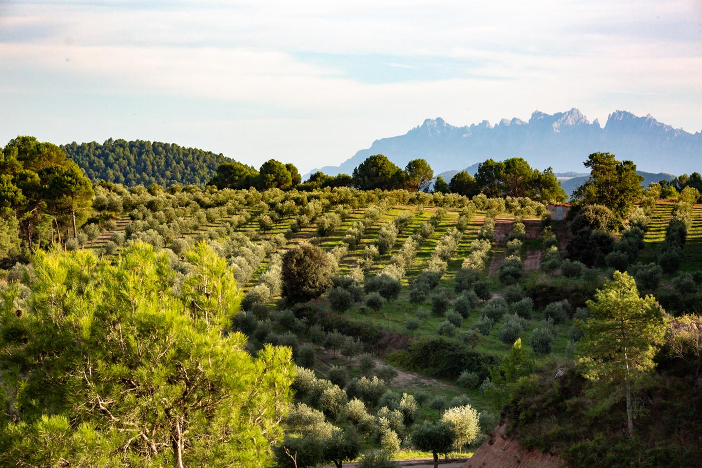 Olive trees arranged in rows on a hillside with mountains visible in the distance. - Olive Oil Times