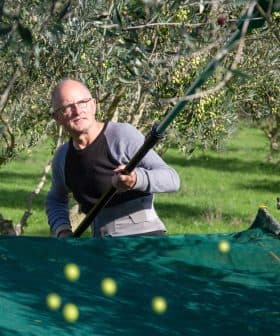 A man using a long pole to harvest olives from trees in an olive grove. - Olive Oil Times
