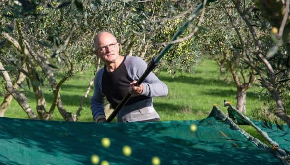 A man using a long pole to harvest olives from trees in an olive grove. - Olive Oil Times