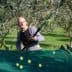 A man using a long pole to harvest olives from trees in an olive grove. - Olive Oil Times