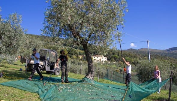 Four individuals harvesting olives from a tree using nets and tools in an olive grove. - Olive Oil Times