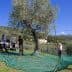 Four individuals harvesting olives from a tree using nets and tools in an olive grove. - Olive Oil Times