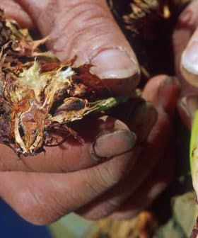 Close-up of hands holding damaged roots of an olive tree affected by Verticillium wilt. - Olive Oil Times