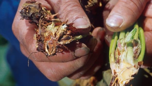 Close-up of hands holding damaged roots of an olive tree affected by Verticillium wilt. - Olive Oil Times