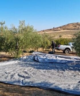 Workers collecting olives from trees with tarps spread on the ground during the harvesting process. - Olive Oil Times