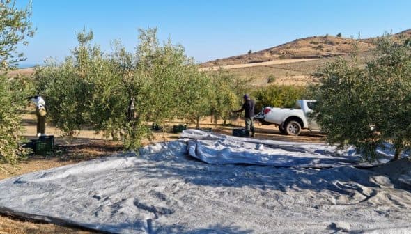 Workers collecting olives from trees with tarps spread on the ground during the harvesting process. - Olive Oil Times