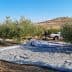 Workers collecting olives from trees with tarps spread on the ground during the harvesting process. - Olive Oil Times