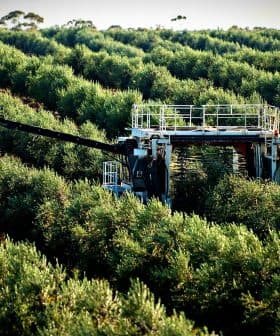 Olive harvesting machine operating in a dense olive grove with rows of olive trees. - Olive Oil Times