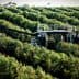 Olive harvesting machine operating in a dense olive grove with rows of olive trees. - Olive Oil Times